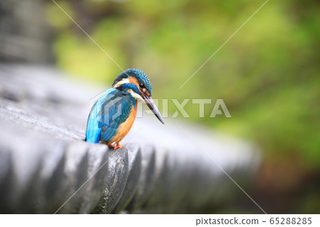 Kingfisher 555 65288285