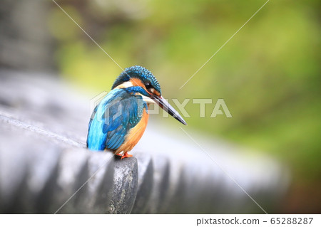 Kingfisher 570 65288287