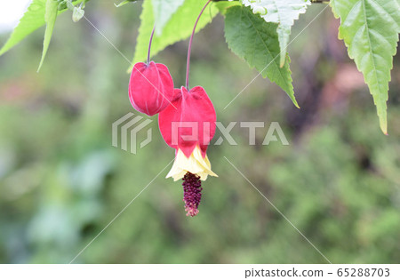 Abuchiron Abuchiron 65288703