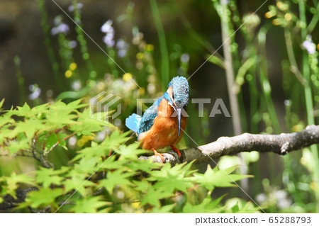 Kingfisher 4867- 65288793