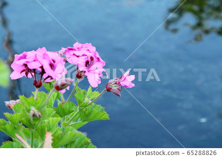 Pelargonium 65288826