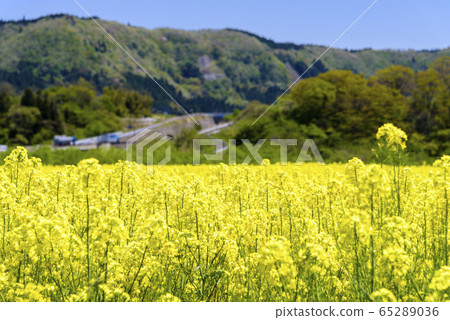 油菜田鳴子 65289036