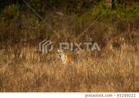 Wild tiger in action and stalking prey walking in grass. A tiger behavior image at dhikala zone safari of jim corbett national park or tiger reserve, Ramnagar, uttarakhand, india - panthera tigris Wild tiger in action and stalking prey walking in grass. A tiger behavior image at dhikala zone safari of jim corbett national park or tiger reserve, Ramnagar, uttarakhand, india - panthera tigris 65289222
