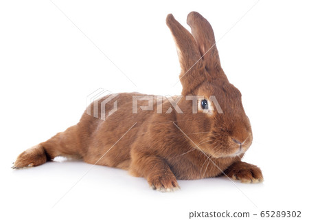 Fauve de Bourgogne rabbit Fauve de Bourgogne rabbit 65289302