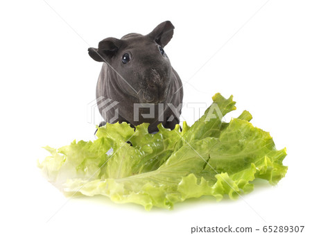 Hairless Guinea Pig Hairless Guinea Pig 65289307