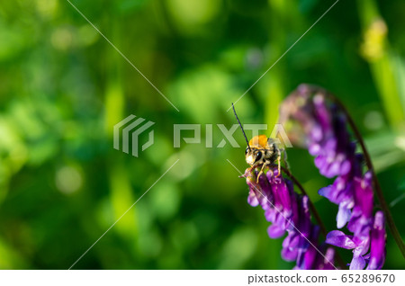 NIPPON HIGENNAGA Honeybee 65289670