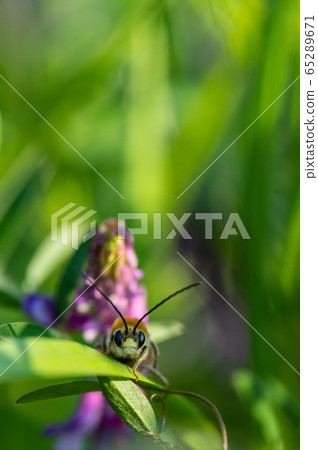 NIPPON HIGENNAGA Honeybee 65289671