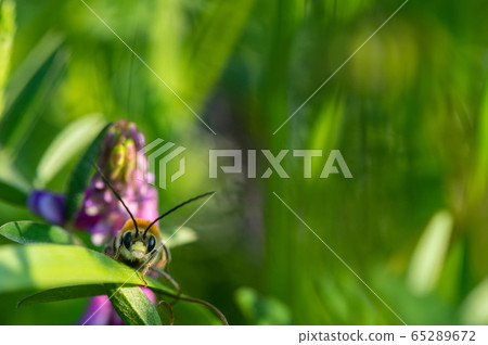NIPPON HIGENNAGA Honeybee 65289672