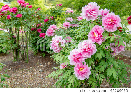 三重縣稻部市農業園區牡丹園粉紅牡丹 三重縣稻部市農業園區牡丹園粉紅牡丹 65289683