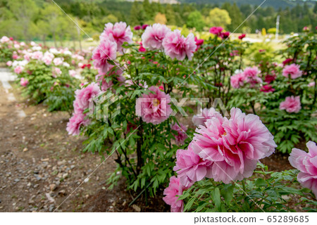 三重縣稻部市農業園區牡丹園粉紅牡丹 65289685