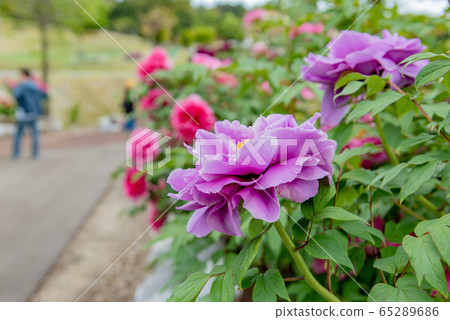 Mie Prefecture Inabe City Agricultural Park Botan Garden Purple Nobotan 65289686