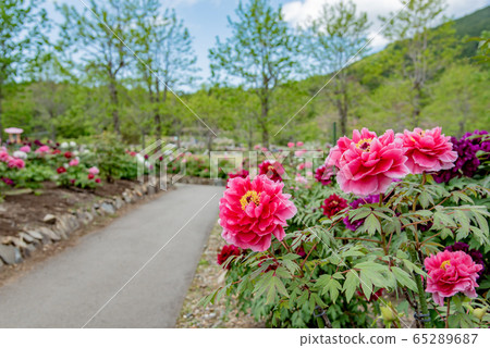 三重縣稻部農業公園Botan Garden Pink Botan Walking Path 三重縣稻部農業公園Botan Garden Pink Botan Walking Path 65289687