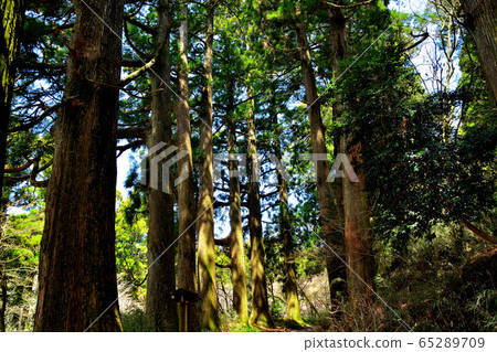 Hakone, Hakone Suginamiki, Hakone Park Park Near, Traveler's Highway View (2), Kanagawa 65289709