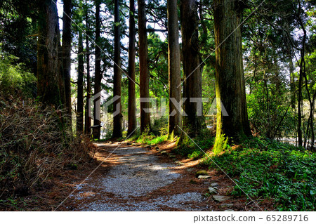 箱根，箱根雪松，停車場附近的箱根溫泉公園，舊箱根高速公路（2），神奈川縣，可以一邊漫步一邊欣賞歷史 65289716
