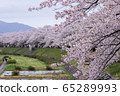 A row of cherry blossom trees on the bank of the Hinokinai River / Semboku City, Akita Prefecture 65289993
