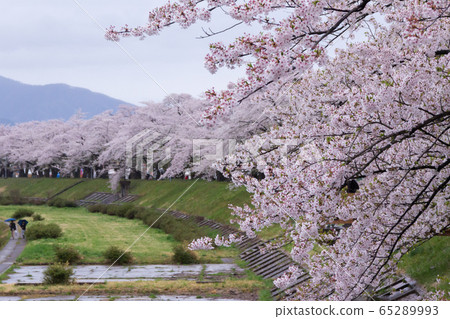 A row of cherry blossom trees on the bank of the Hinokinai River / Semboku City, Akita Prefecture A row of cherry blossom trees on the bank of the Hinokinai River / Semboku City, Akita Prefecture 65289993
