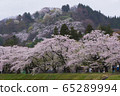 A row of cherry blossom trees on the bank of the Hinokinai River / Semboku City, Akita Prefecture 65289994