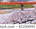 A row of cherry blossom trees on the bank of the Hinokinai River / Semboku City, Akita Prefecture 65289995