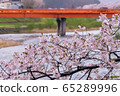 A row of cherry blossom trees on the bank of the Hinokinai River / Semboku City, Akita Prefecture 65289996