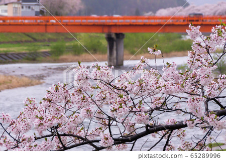 A row of cherry blossom trees on the bank of the Hinokinai River / Semboku City, Akita Prefecture A row of cherry blossom trees on the bank of the Hinokinai River / Semboku City, Akita Prefecture 65289996