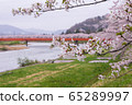 A row of cherry blossom trees on the bank of the Hinokinai River / Semboku City, Akita Prefecture 65289997