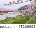 A row of cherry blossom trees on the bank of the Hinokinai River / Semboku City, Akita Prefecture 65289998