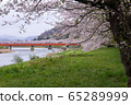 A row of cherry blossom trees on the bank of the Hinokinai River / Semboku City, Akita Prefecture 65289999