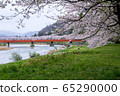 A row of cherry blossom trees on the bank of the Hinokinai River / Semboku City, Akita Prefecture 65290000