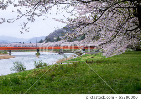 A row of cherry blossom trees on the bank of the Hinokinai River / Semboku City, Akita Prefecture A row of cherry blossom trees on the bank of the Hinokinai River / Semboku City, Akita Prefecture 65290000