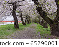 A row of cherry blossom trees on the bank of the Hinokinai River / Semboku City, Akita Prefecture 65290001