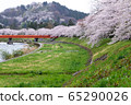 A row of cherry blossom trees on the bank of the Hinokinai River / Semboku City, Akita Prefecture 65290026