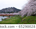 A row of cherry blossom trees on the bank of the Hinokinai River / Semboku City, Akita Prefecture 65290028