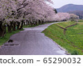 A row of cherry blossom trees on the bank of the Hinokinai River / Semboku City, Akita Prefecture 65290032