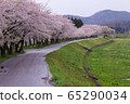 A row of cherry blossom trees on the bank of the Hinokinai River / Semboku City, Akita Prefecture 65290034