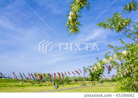 愛知縣八田川的鯉魚ers 65290081