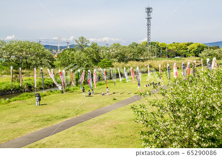愛知縣八田川的鯉魚ers 65290086