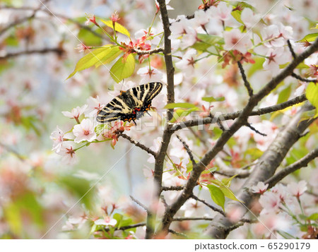 Gift butterfly Gift butterfly 65290179