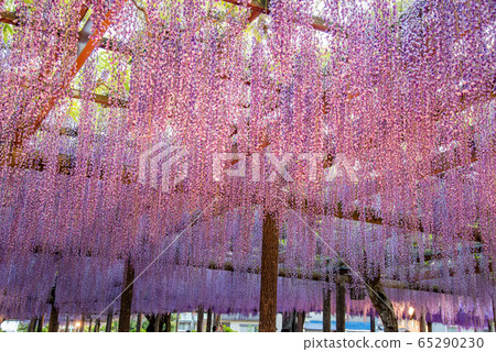 Aichi Prefecture Tsushima Fujitana Light Up Aichi Prefecture Tsushima Fujitana Light Up 65290230