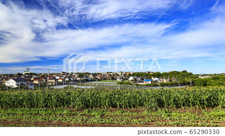 場(夏季) 場(夏季) 65290330