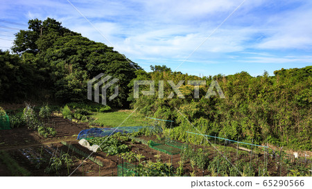 稻田(夏季) 稻田(夏季) 65290566