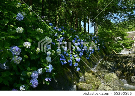 十日川町麻雀河薩博水壩公園中的繡球和水壩 十日川町麻雀河薩博水壩公園中的繡球和水壩 65290596