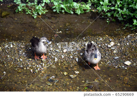 Duck pairing 65290669