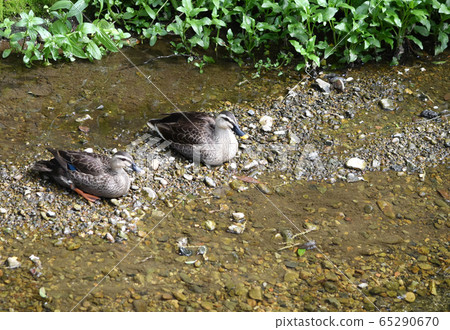鴨對 65290670