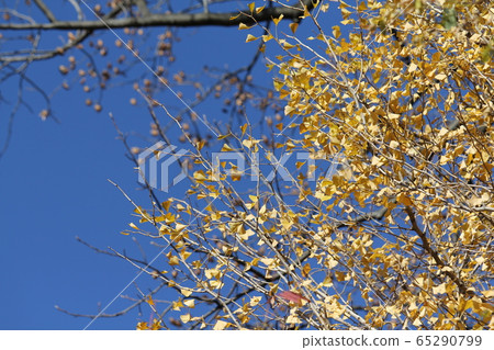銀杏葉黃葉 銀杏葉黃葉 65290799