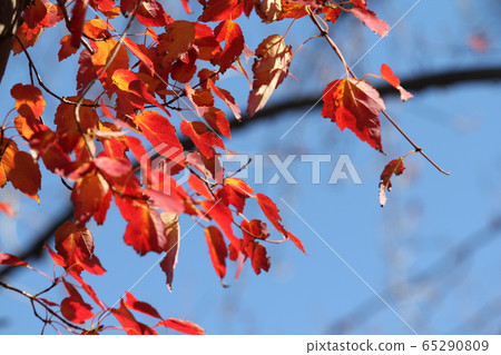 Autumn leaves of Hananooki Autumn leaves of Hananooki 65290809