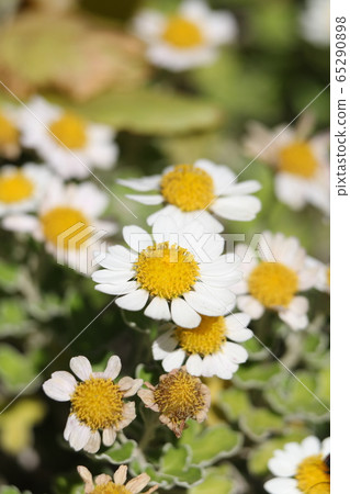 克里斯安化學 克里斯安化學 65290898