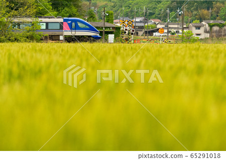 Go through the wheat field Go through the wheat field 65291018