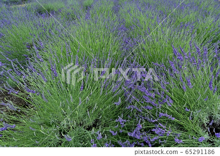 嵐山町千禧園薰衣草園的薰衣草田 65291186