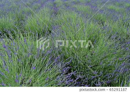 嵐山町千禧園薰衣草園的薰衣草田 65291187