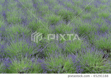 嵐山町千禧園薰衣草園的薰衣草田 65291188